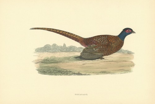 Pheasant morris british - morris's,