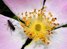 Photo 6x4 Dog rose, Minnowburn, Belfast - June 2014(2) Balmoral/J3168 Se c2014