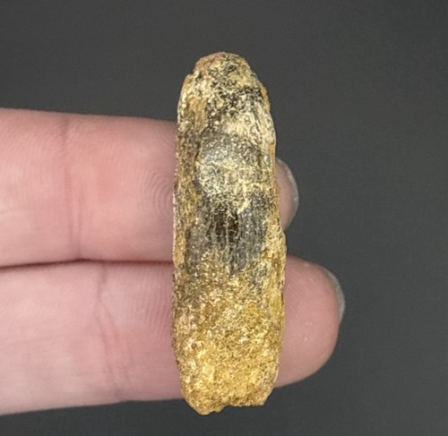 Titanosaur dinosaur tooth - dinosaur,