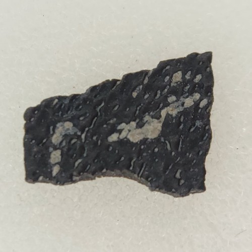 Hadrosaur egg shell - egg,
