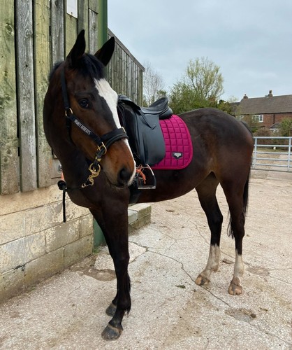 Lemieux saddle pad joblot - lemieux,