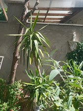 Well established yukka plant - well,