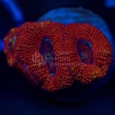 ❤️💙Superman Acan