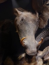 Taxidermy Warthog kudu