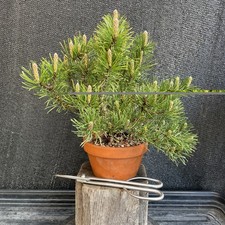 Pine Bonsai Tree Every Green