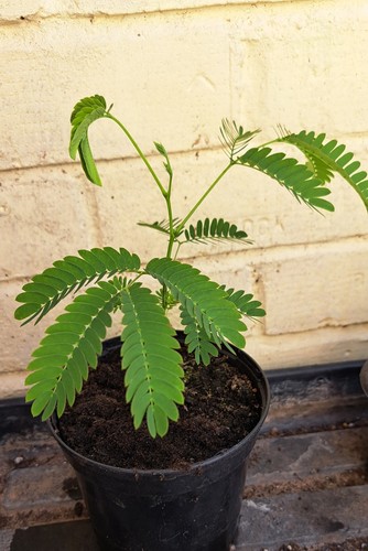 Mimosa persian silk tree - mimosa,