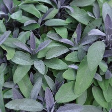 Sage 'Purpurmantel' Medium Plug Plants x 4. Purple Sage. Cooking Herb