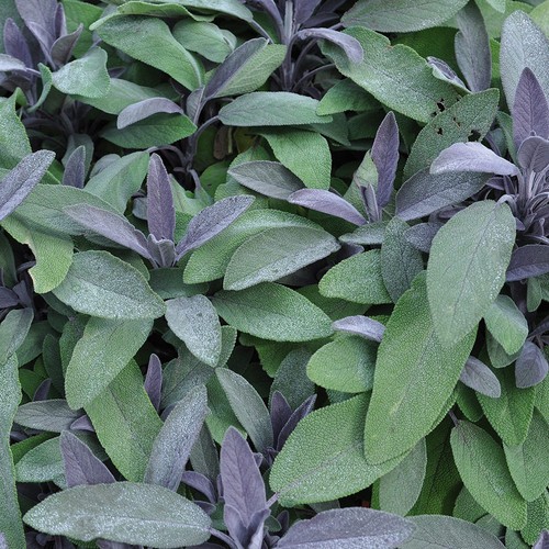 Sage purpurmantel purple - sage,