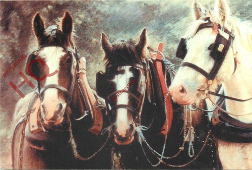 Picture postcard horses - picture,