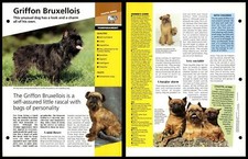 Griffon Bruxellois -