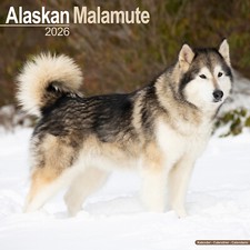 Alaskan Malamute 2026 Calendar