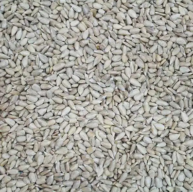 Leagrams jumbo sunflower - leagrams,