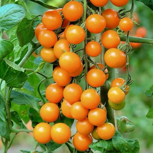 Seeds sungold tomato - 30,