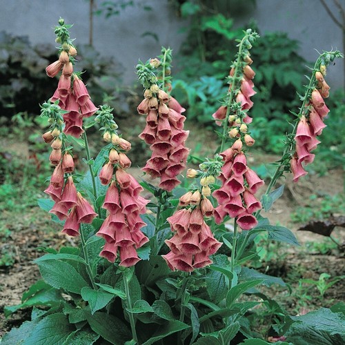 Foxglove seeds flowering hardy - seeds,