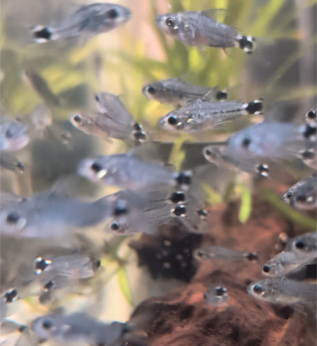 Tail spot pygmy corydoras - pygmy,