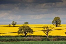 Rapeseed Oil Fields in Mortimer West Berkshire England UK Photograph Picture