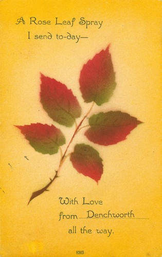Wantage oxfordshire rose leaf - oxfordshire,