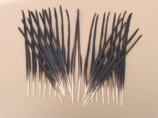 30 Semi-Stripped Crow Quill 11" / 28cm - Make your own fishing float