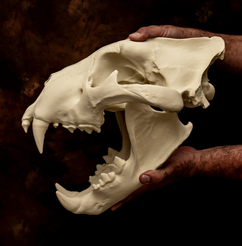 Lion skull huge replica - skull,