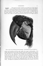 Original Old Antique Print