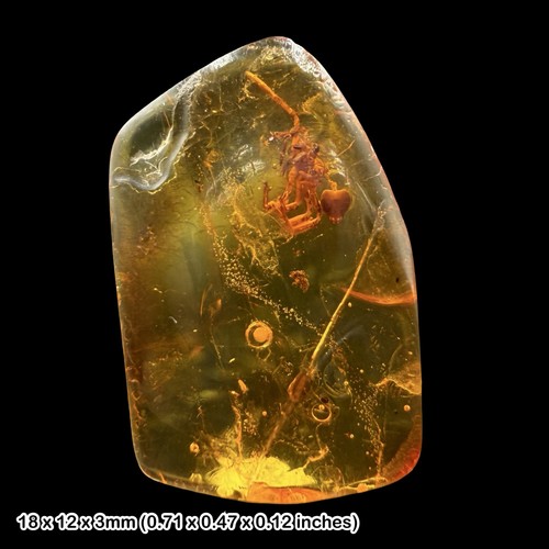 Fossil amber inclusion spider - fossil,