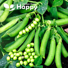 VEGETABLE SEEDS EARLY PEA - ONWARD - 100 SEEDS - MAIN CROP - Pisum sativum