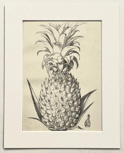 Pineapple fruit botanical - pineapple,
