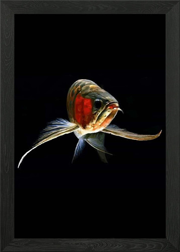 Great arowana fish framed - arowana, wall