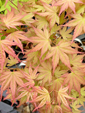 Japanese Maple Acer Palmatum