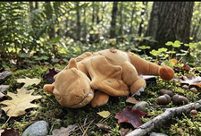 Pokemon Charizard Sleeping