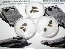 Cretaceous Borealosuchus teeth