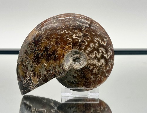 Ammonite fossil gift - ammonite,