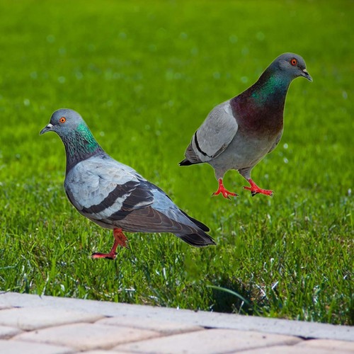 Pigeon statues garden - 2x,