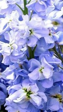 Pale Blue Stocks Matthiola