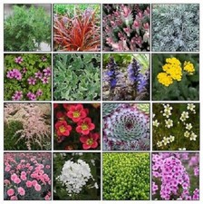 6X ALPINE PLUG PLANTS MIXED VARIETIES HARDY EASY TO GROW ROCKERY PLANTS