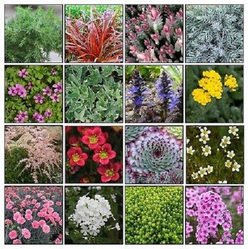 Alpine plug plants mixed - 6x,