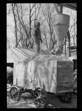 Unharnessing team of horses, Grundy County, Iowa 1940s Old Photo 2