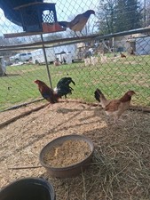 6  Pure Hatching Eggs