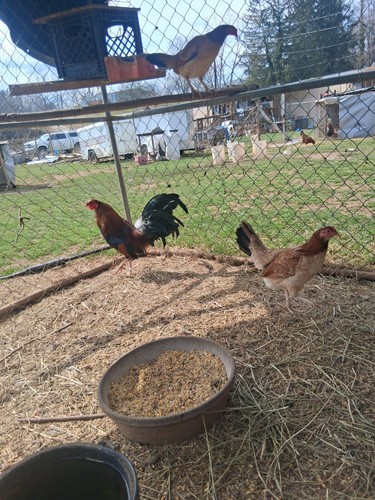 Pure hatching eggs - pure,