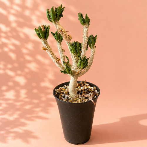 Euphorbia decaryi wrinkled - euphorbia,
