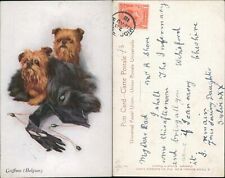 Terrier Dogs Griffons Belgian