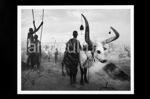 Sebastiao salgado genesis - genesis,