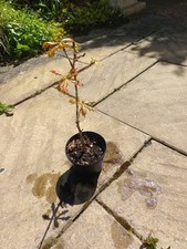 Oak Sapling pot grown outside