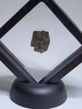 Tyrannosaurus Rex! Rare Lance Creek Dinosaur Fossil. T-Rex ~21mm Ref153