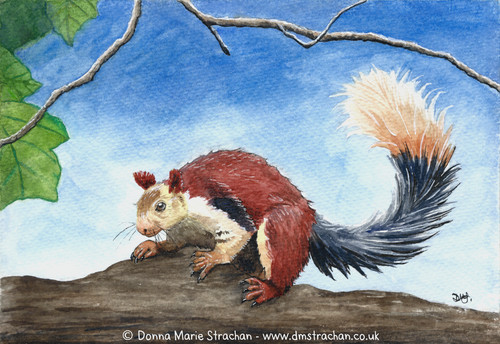 Indian giant squirrel - giant, an
