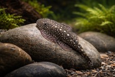 Polka dot hillstream loach - 2,