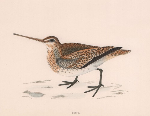 Common snipe morris british - common, snipe.