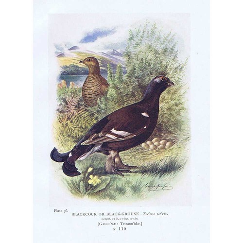Birds black grouse - grouse, or