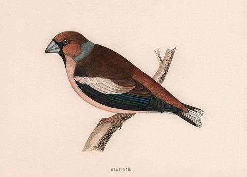 Hawfinch morris british - morris's,
