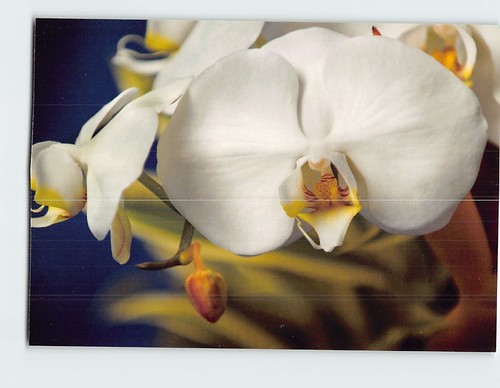 Postcard phalaenopsis orchid - phalaenopsis,
